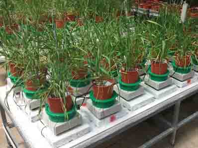 Plant Breeding for Stress Resistance